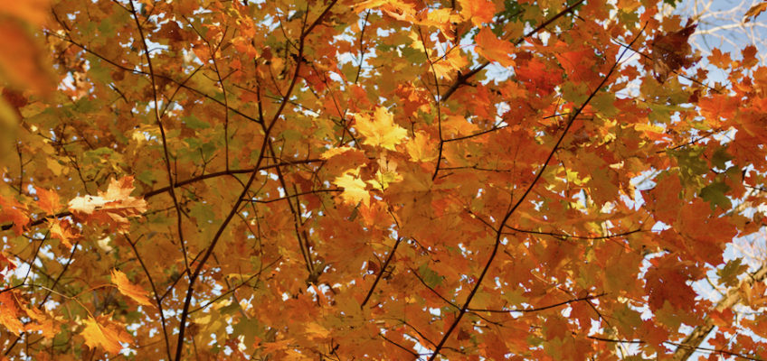 Orange maple tree leaves