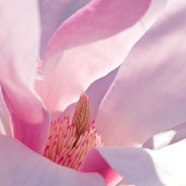 Pink magnolia