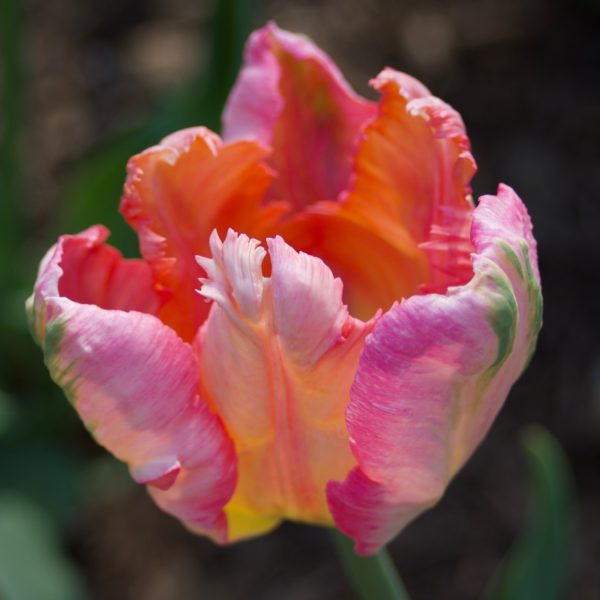 Colorful Parrot Tulip