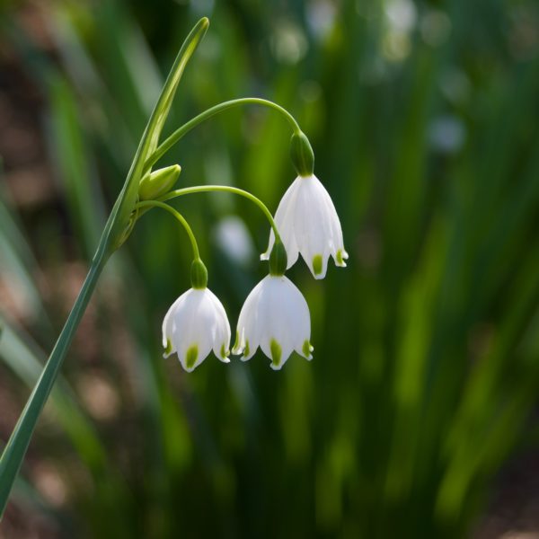 Summer Snowflake flowers