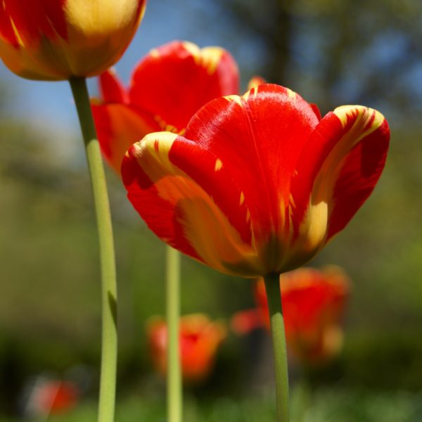 Bright red tulip