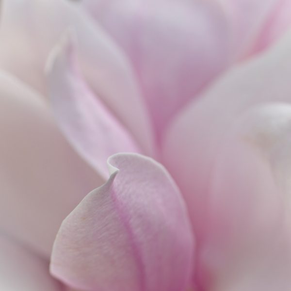 Magnolia petals closeup