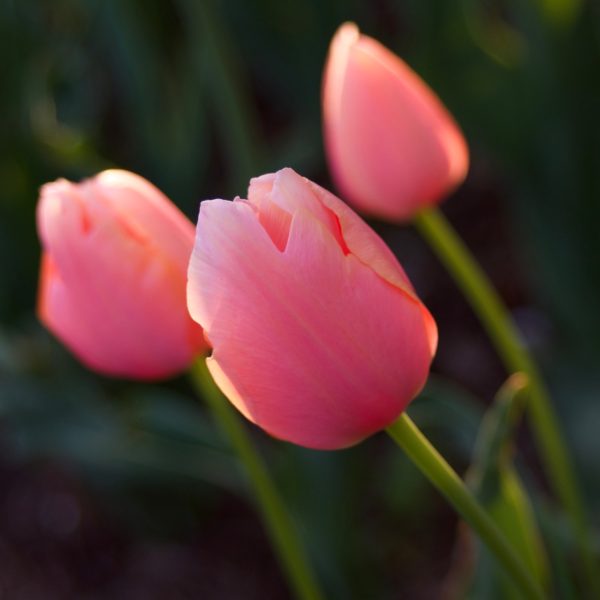 Dark pink tulips