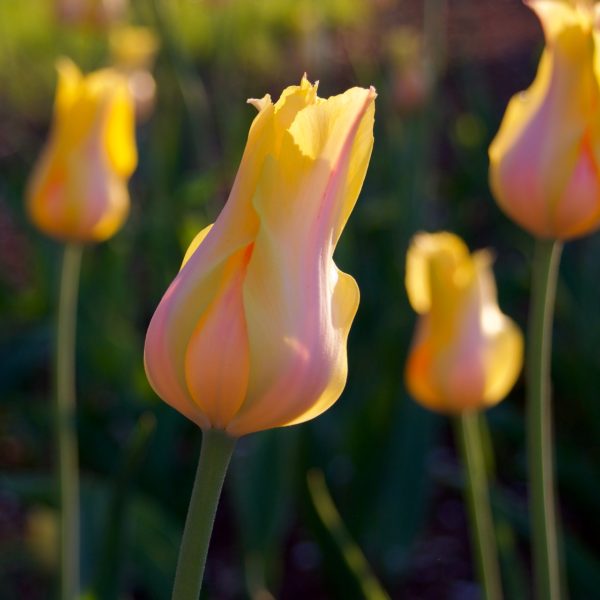 Hocus Pocus yellow tulips