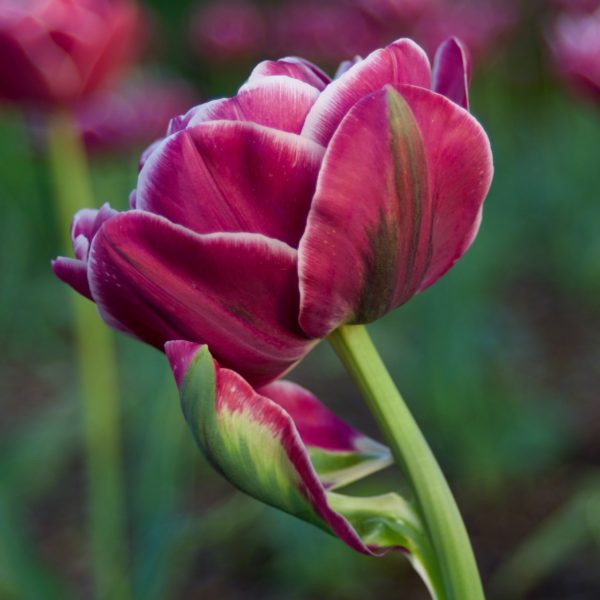 Dream Touch tulip