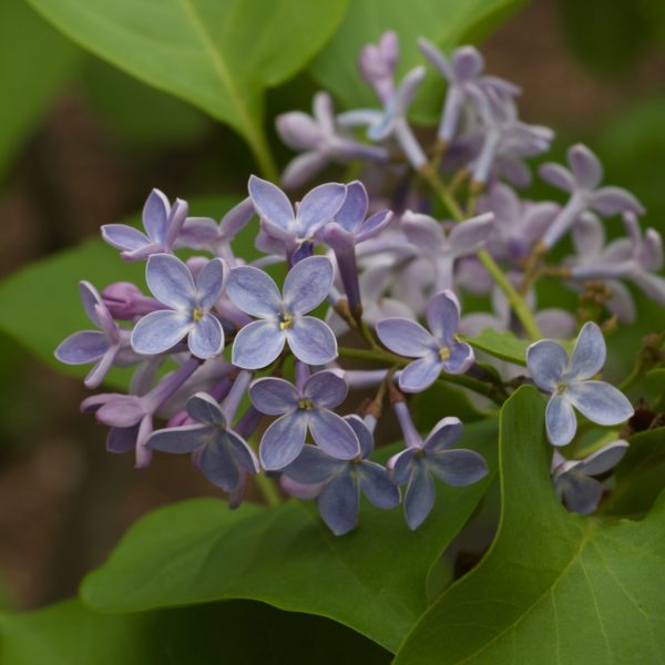 Light purple lilacs