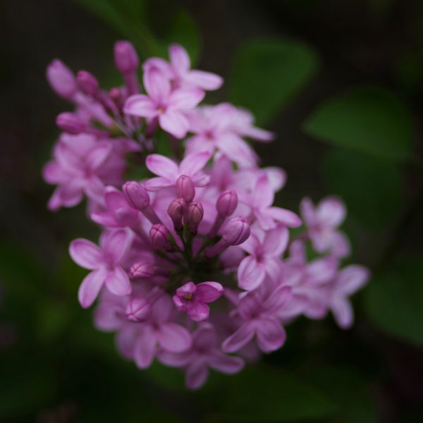 Pink lilacs